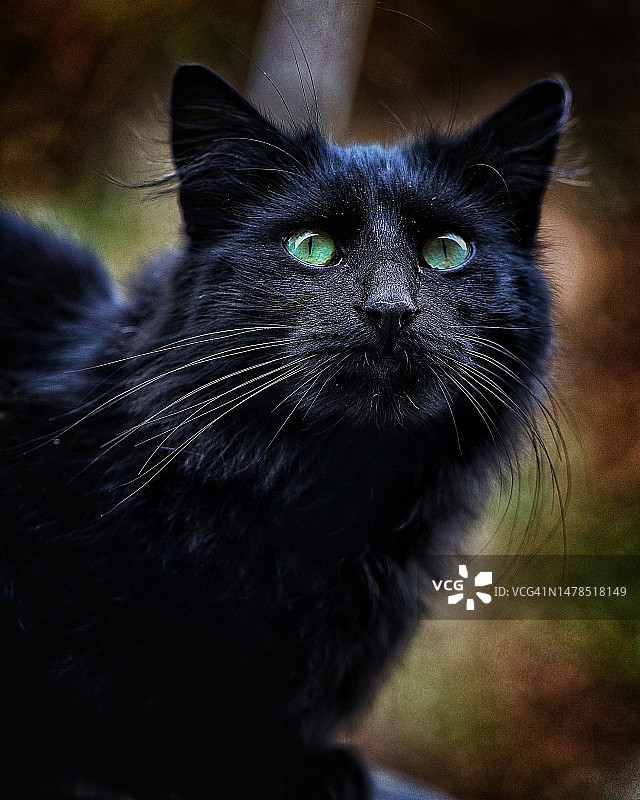 黑猫特写肖像图片素材