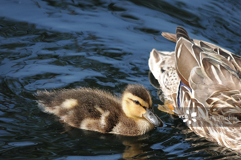 绿头鸭妈妈在北池自然保护区湖中游泳，美国图片素材