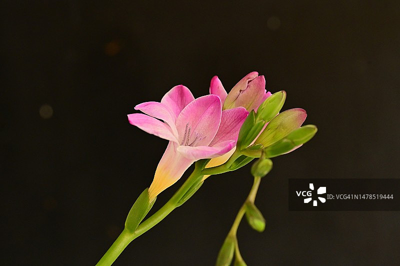 塞尔维亚，我的花园里有非常漂亮的五彩缤纷的春天花朵图片素材