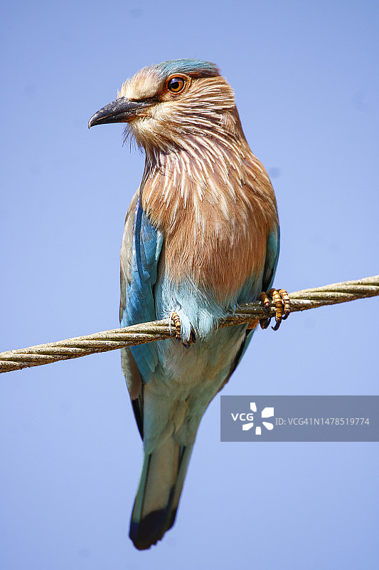 印度马尔万的丁香花栖息在电缆上的低角度景观图片素材
