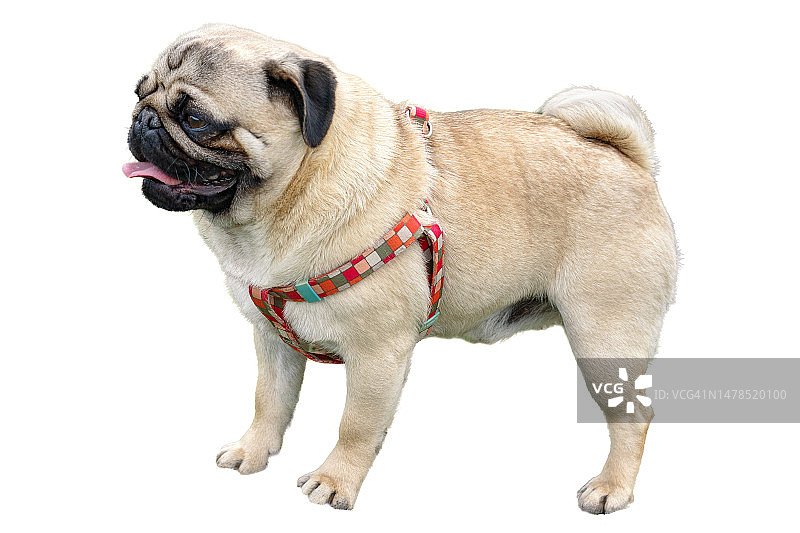 白色背景上吐着舌头的哈巴狗图片素材