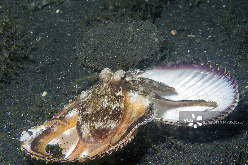 携带贝壳作为盔甲的椰子章鱼图片素材