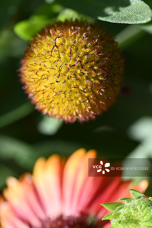 非常漂亮的彩色夏季花在我的花园里，塞尔维亚图片素材