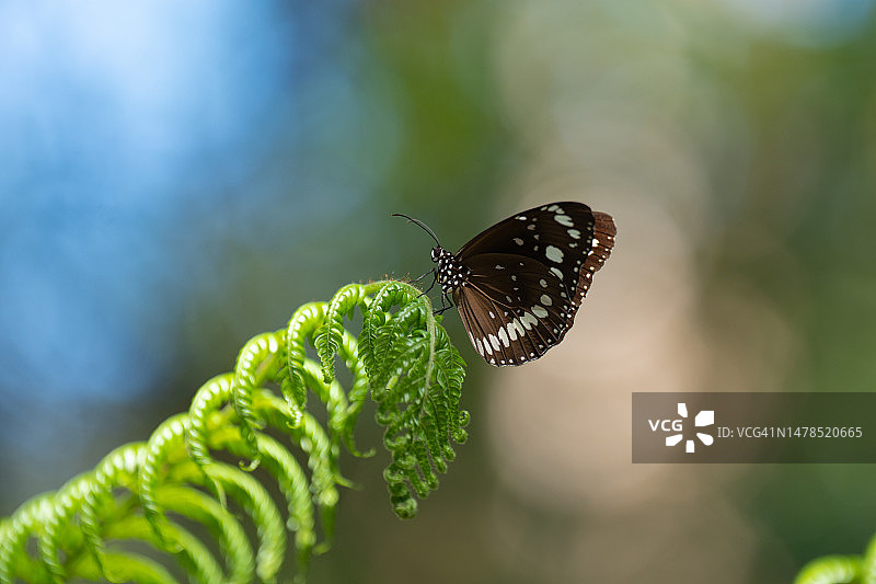 澳大利亚树叶上的蝴蝶特写图片素材