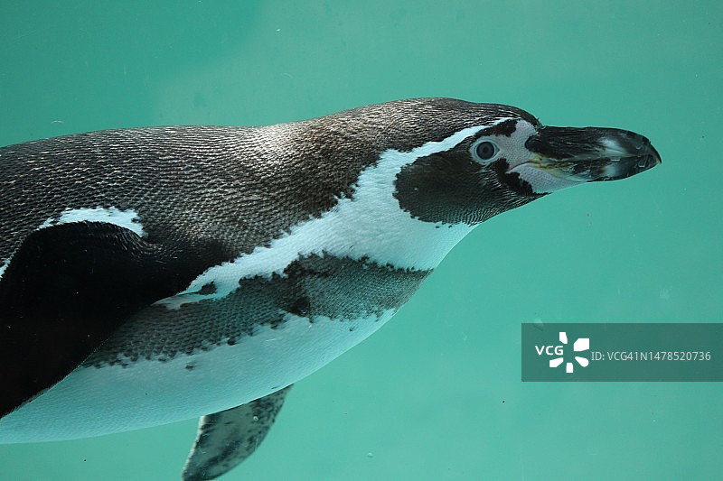 企鹅在海中游泳的特写图片素材