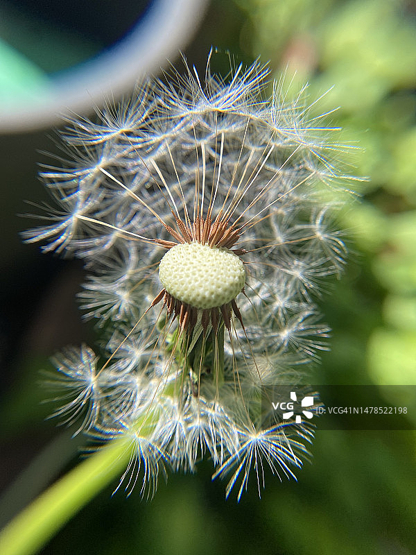 佐治亚州克莱顿县植物上的蒲公英特写图片素材