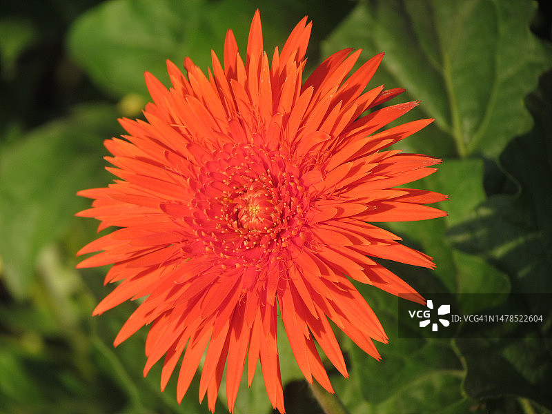 印度中央邦的橙色花朵特写图片素材