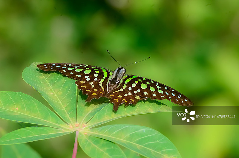 叶子上蝴蝶的特写图片素材