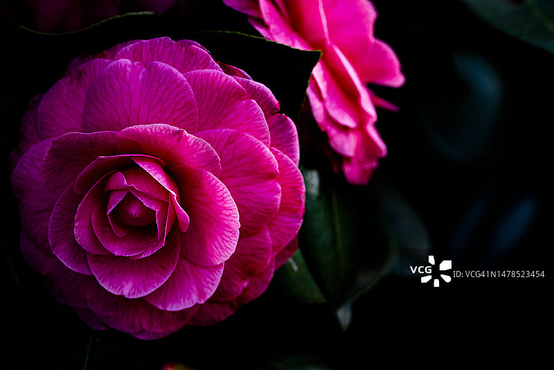 意大利卢卡粉色玫瑰花特写图片素材