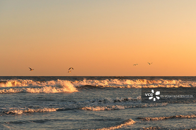日落时分，在海面上空飞翔的鸟的轮廓剪影，巴西图片素材