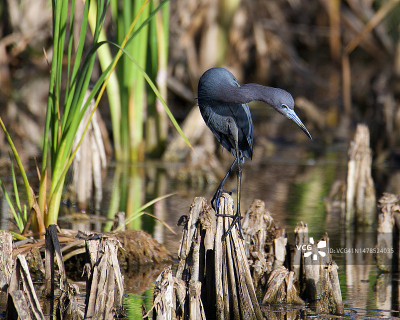 栖息在木头上的小白鹭特写图片素材