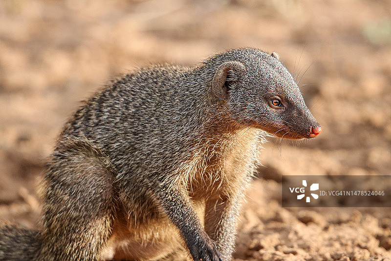 田野中的草原犬鼠特写图片素材