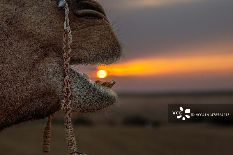印度拉贾斯坦邦沙拉赫博拉，沙漠之口的沙丘图片素材