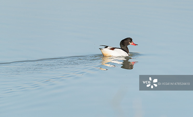 西班牙湖中游泳的海鸭特写图片素材