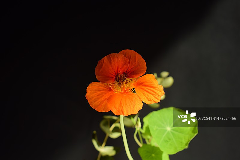 黑色背景下的橙色花朵特写，黎巴嫩贝鲁特图片素材