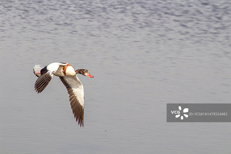 突尼斯湖面上飞翔的野鸭特写图片素材