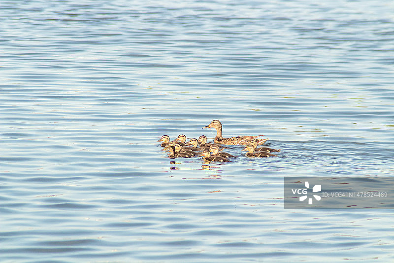 突尼斯，野鸭和鸭宝宝一起游泳的特写图片素材