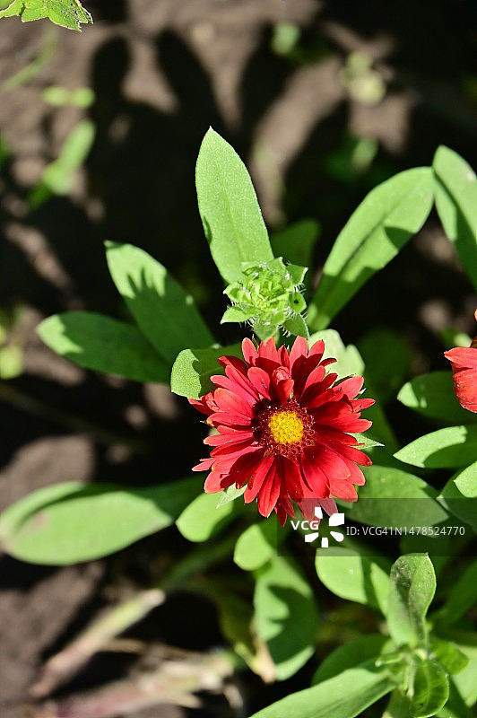 在塞尔维亚，我的花园里，非常漂亮的五颜六色的夏日花朵图片素材