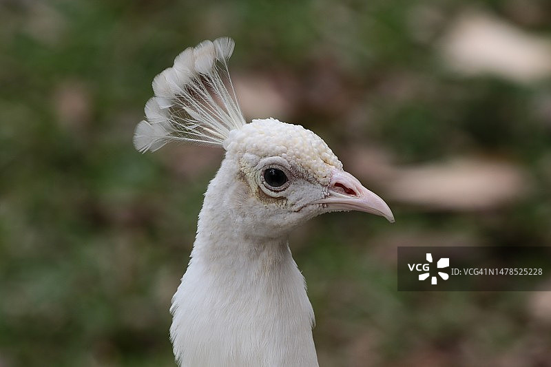 美国佛罗里达州的孔雀特写图片素材
