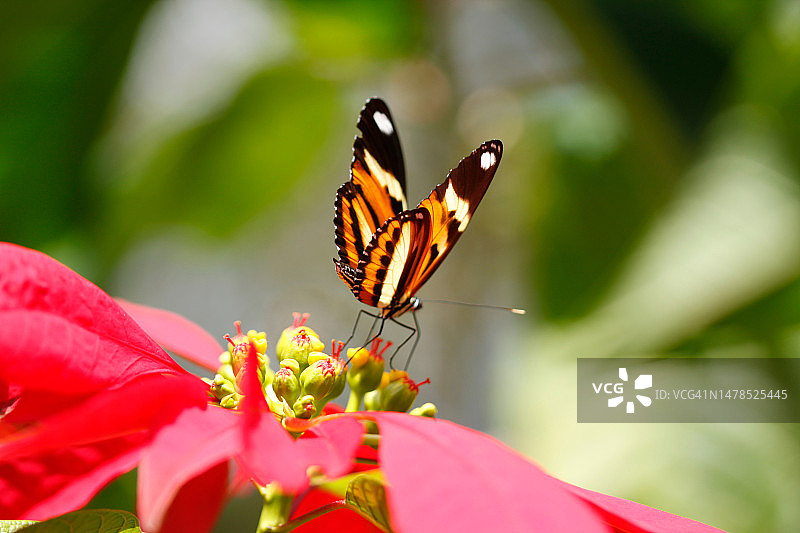 里约热内卢州蝴蝶采蜜特写，巴西图片素材