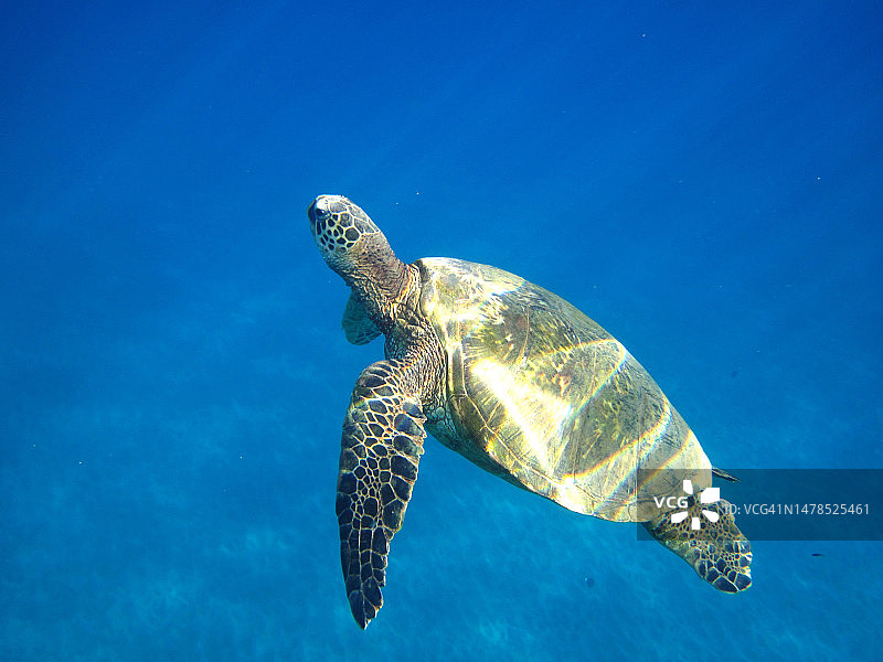 在美国夏威夷海域游泳的海龟图片素材
