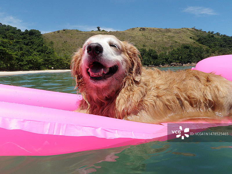 金毛犬在热带海滩粉色泳圈中漂浮图片素材