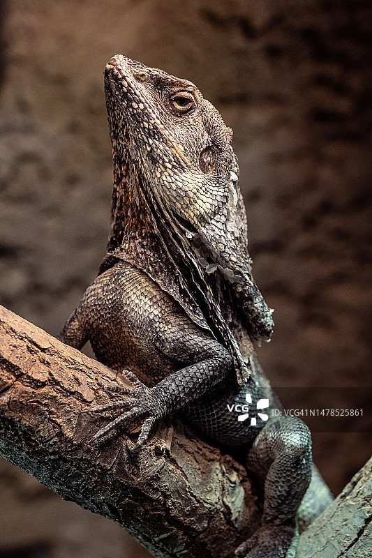 伞蜥，树枝，捷克共和国图片素材