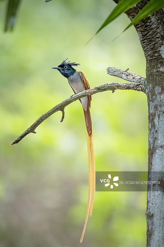 印度喀拉拉邦科泽科德栖息在树枝上的捕蝇鸟特写图片素材