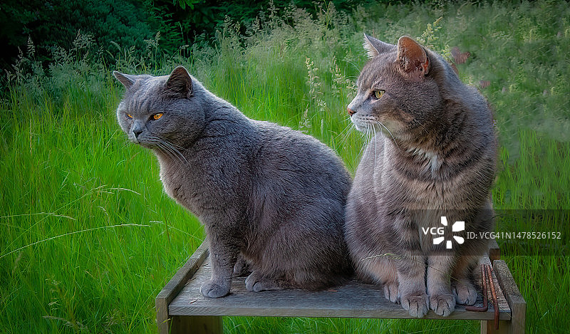 在英国曼彻斯特长椅上坐着的两只猫图片素材