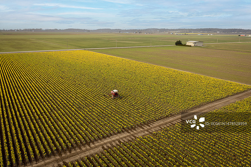 拖拉机耕作农田水仙花航拍图图片素材