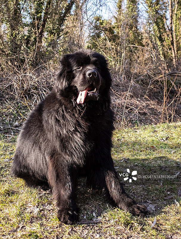 田野里坐着的狗的画像图片素材