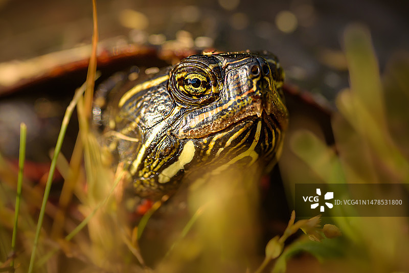龟壳特写，美国纽约州奇克托瓦加图片素材