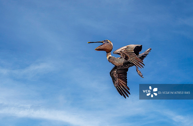 墨西哥天空下的飞鸟仰视图片素材