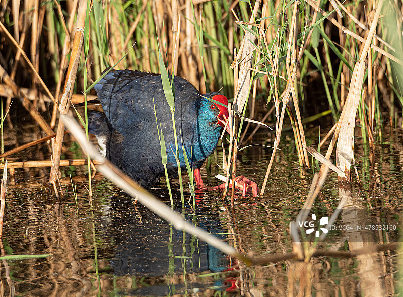西班牙的乌龟池塘图片素材
