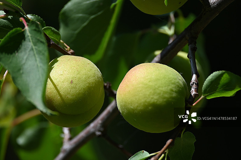 我家花园里树上非常甜美的杏子，塞尔维亚图片素材