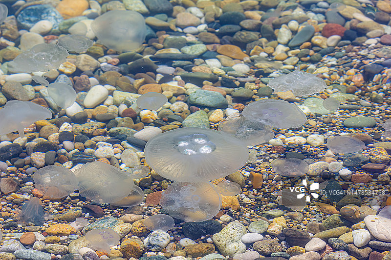 水中鹅卵石与海滩水母全画幅照片图片素材