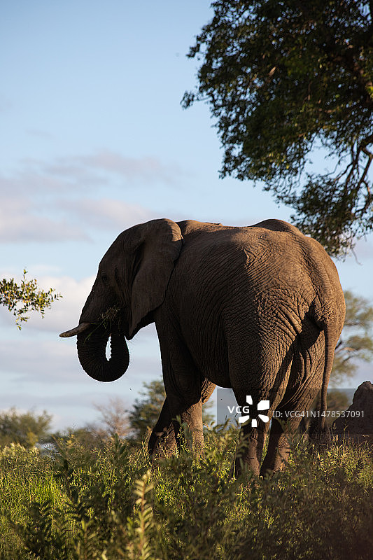 非洲象站在草地上，背景是天空的侧视图，南非克鲁格国家公园图片素材