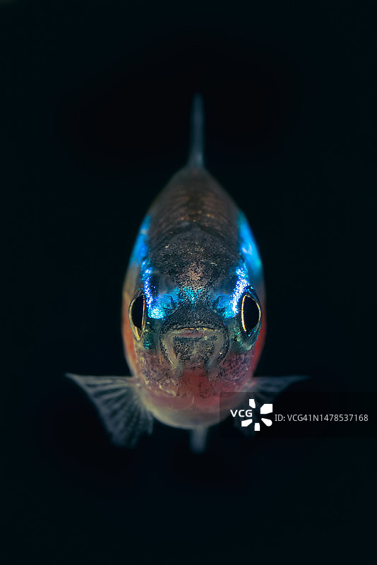 热带咸水鱼在水族箱中游泳的特写，越南胡志明市图片素材