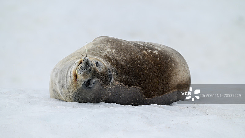 南极洲米克尔森港岩石上的海豹特写图片素材