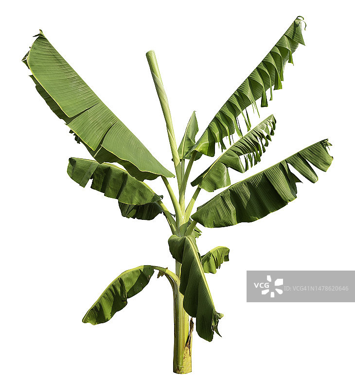 白色背景下的香蕉树，含裁剪路径图片素材