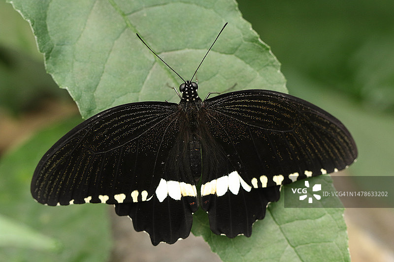 柑橘凤蝶在蝴蝶农场的叶子上休息图片素材