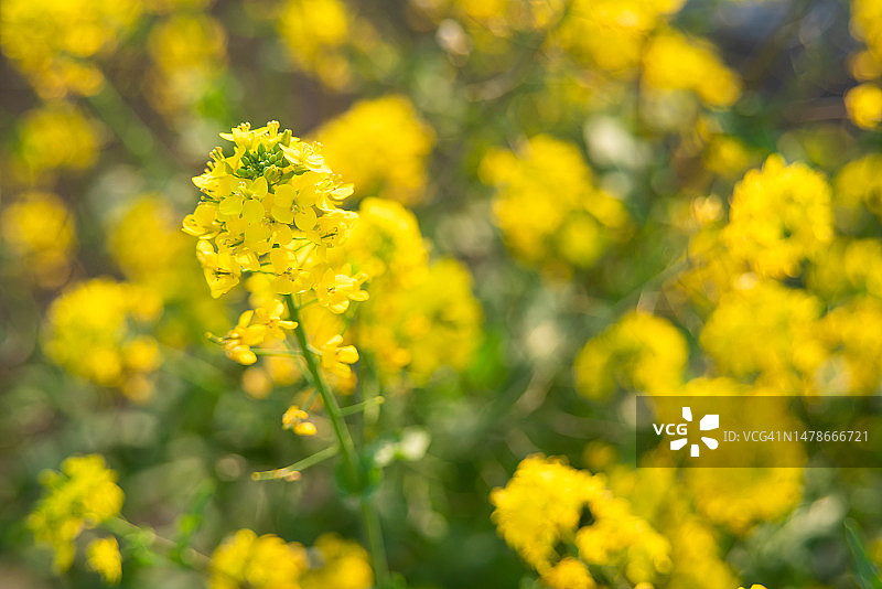 油菜花图片素材