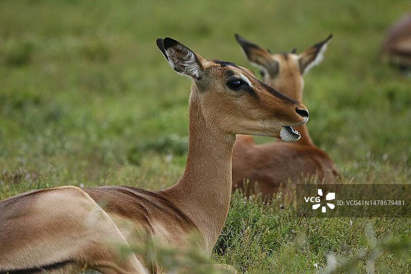 黑斑羚雌鹿图片素材