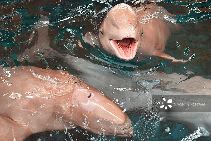 张着嘴的海豚离开了水面图片素材