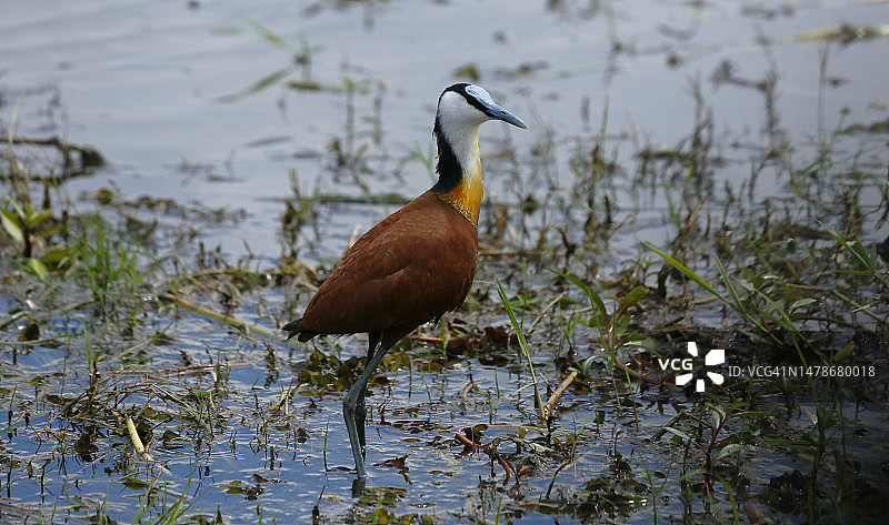 非洲水雉图片素材