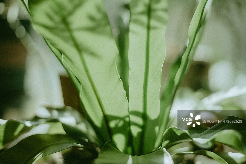 鸟巢蕨图片素材