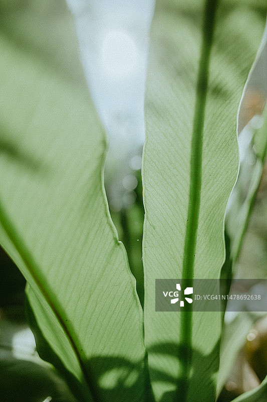 鸟巢蕨图片素材
