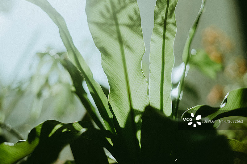 鸟巢蕨图片素材