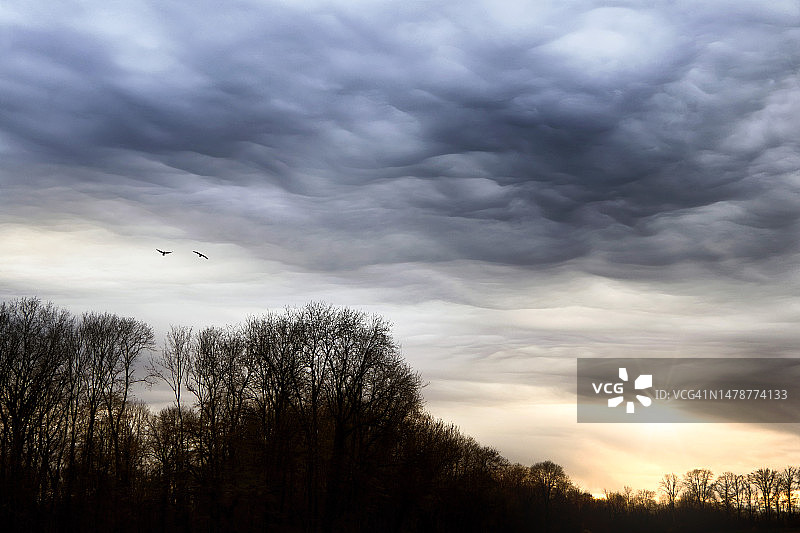 日落时分从法国马恩河飞来的鸬鹚图片素材