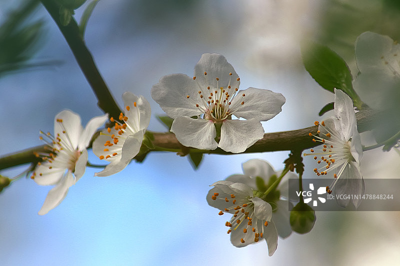 樱花或苹果花图片素材